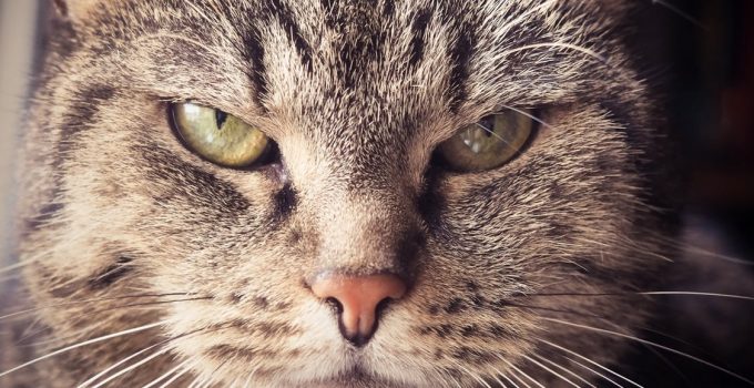 [測驗]來測測你有多顧人怨